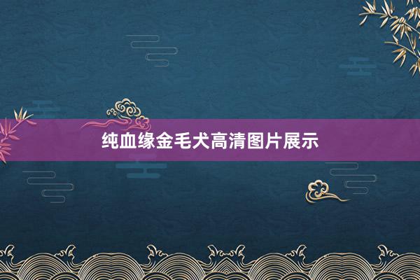纯血缘金毛犬高清图片展示